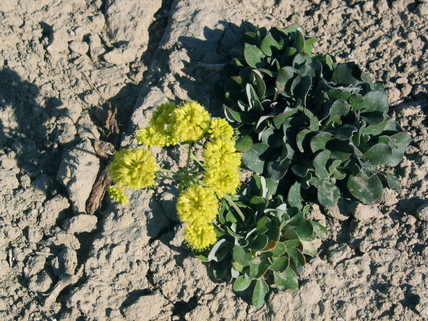 sulphur-flowered buckwheat, sulphur buckwheat (Eriogonum umbellatum)